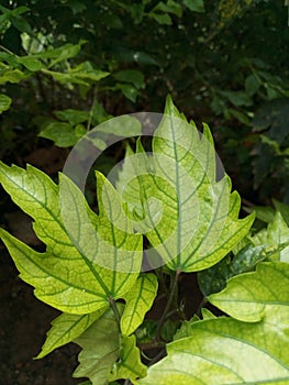 Beautifu green  leaves in winter season