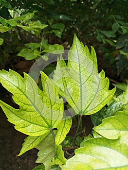 Beautifu green  leaves in winter season