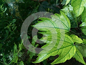 Beautifu green  leaves in winter season