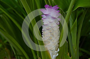 Beautifu pink and white siam tulip flower in green leaves