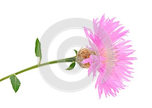 Beautifu pink wildflower