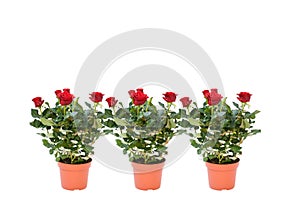 Beautifu red rose flower blooming with green leaves and branch on white background isolate and clipping path. Flower symbol of