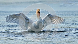 Beautiful white swan photo