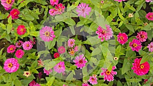 Beautifual blooming Zinnia elegans Jacq