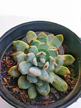 Beautifuel Succulant Plant