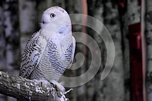 Beautifuk Snowy owl or Bubo scandiacus perches on branch