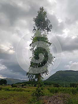 The beautiful Ã°Å¸ÅÂ² forest 932534