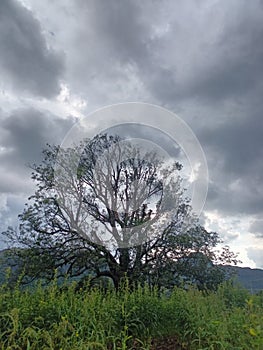 The beautiful Ã°Å¸ÅÂ² forest 932534