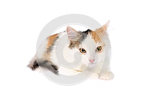 Beautiful 4-5 months old calico kitten lying sick with inflamed eyes, swollen eyelids and discharge. Isolated on white background