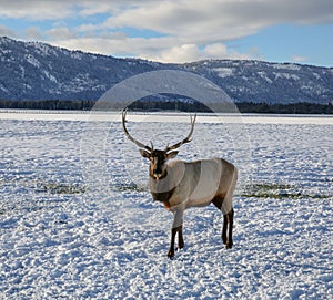 Beautiful 6-point male elk