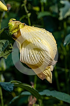 Beautiful Abelmoschus manihot (L.) Medicus photo