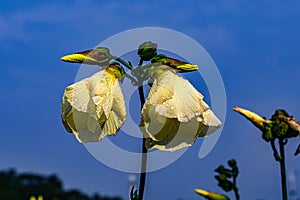 Beautiful Abelmoschus manihot (L.) Medicus photo