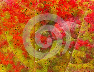 Beautiful abstract autumn maple leaf background