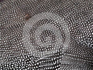 Beautiful abstract background consisting of guinea fowl feathers