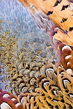 Beautiful abstract background feathers photo