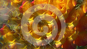 Beautiful abstract background with geometric pattern of yellow rose bush. Summer garden flowers through distorted prism