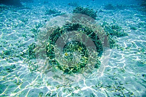 Beautiful abstract background / texture of underwater view of white sand bottom and blue water. Snorkeling,