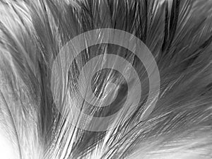 Beautiful abstract black feathers on white background, soft white feather texture on white texture pattern, dark theme wallpaper,