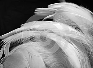 Beautiful abstract black feathers on white background, soft white feather texture on white texture pattern, dark theme wallpaper,