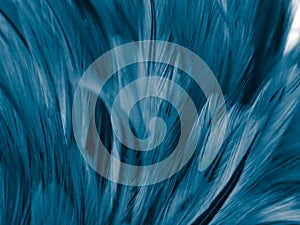 Beautiful abstract blue feathers on white background and soft white feather texture on blue pattern and blue background, feather b