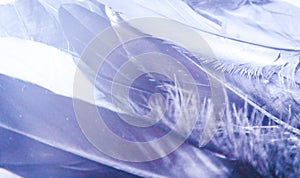 Beautiful abstract close up color black purple and light blue feathers background and wallpaper