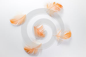 Beautiful abstract close up color black white brown and orange  feathers on white isolated background and wallpaper