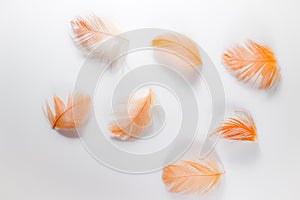 Beautiful abstract close up color white brown and orange  feathers on white isolated background and wallpaper