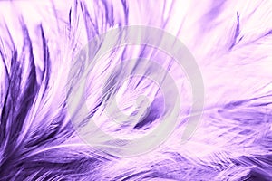 Beautiful abstract close up color white pink and purple feathers on darkness background and wallpaper