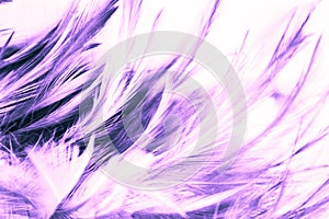 Beautiful abstract close up color white pink and purple feathers on darkness background and wallpaper