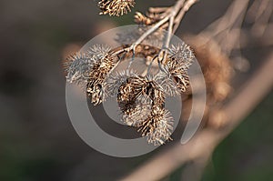 Beautiful abstract close-up of golden dried grass meadow