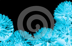 Beautiful abstract color black and blue flowers on black background and dark graphic white flower frame and blue leaves texture, b photo