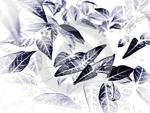 Beautiful abstract color black flowers on white background, light gray flower frame and black leaves texture, dark background, lov