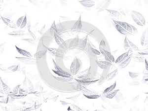 Beautiful abstract color black flowers on white background, light gray flower frame and black leaves texture, dark background, lov