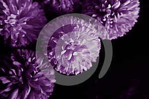 Beautiful abstract color black purple flowers on black background and purple graphic purple flower frame and pink leaves texture