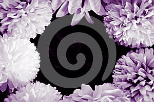 Beautiful abstract color black purple flowers on black background and purple graphic purple flower frame and pink leaves texture