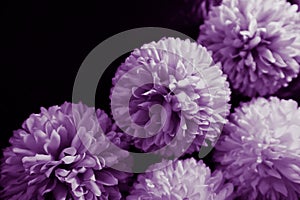 Beautiful abstract color black purple flowers on black background and purple graphic purple flower frame and pink leaves texture