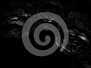 Beautiful abstract color gray and black flowers on dark background, dark leaves texture, dark background, white leaves, black leav