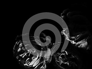 Beautiful abstract color gray and black flowers on dark background, dark leaves texture, dark background, white leaves, black leav