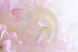 Beautiful abstract color orange pink and white flowers background and pink flower frame and white and pink leaves texture