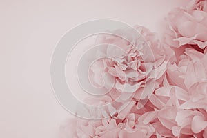 Beautiful abstract color orange red and pink flowers on white background and red flower frame and pink leaves texture, light pink