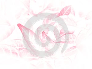 Beautiful abstract color pink flowers on white background and whit flower frame and pink leaves texture, pink background, colorful