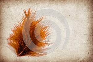 Beautiful abstract color pink and red feather on the brown and white isolated background and wallpaper