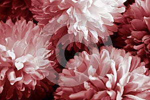 Beautiful abstract color pink and red flowers graphic on black background and light black and pink flower frame and pink leaves te