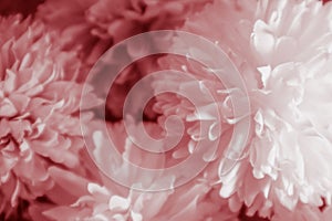 Beautiful abstract color pink and red flowers graphic on white background and light red and pink flower frame and pink leaves text