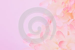 Beautiful abstract color pink and white flowers on white  background and pink flower frame and purple leaves texture background, f