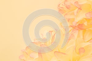 Beautiful abstract color pink and yellow flowers on white background and pink flower frame and white orange leaves texture backgro