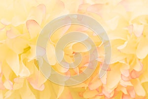 Beautiful abstract color pink and yellow flowers on white background and pink flower frame and white orange leaves texture backgro
