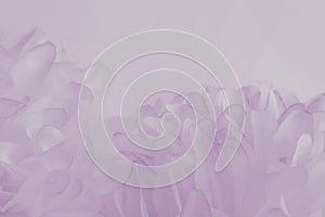 Beautiful abstract color purple and blue flowers on white background and light purple flower frame and purple leaves texture, blue