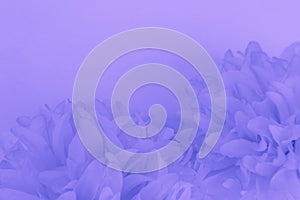 Beautiful abstract color purple and blue flowers on white background and light purple flower frame and purple leaves texture