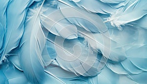 Beautiful abstract color white and blue feathers on white background and soft white feather texture on blue pattern